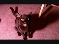 ONE BEAUTIFUL FUNNY CAT