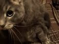 My Tabby Cat named TABBY!!