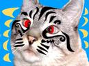 a fantasy i often have involving the maori haka made famous by the new zealand all blacks rugby team and our office cat sidney cross-eyed vicious.