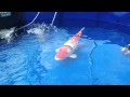 2012 - Grand Champion of Holland Koi Show 