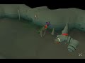 killing rock lobsters spot two