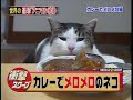 סרטון חתול אוהב קארי