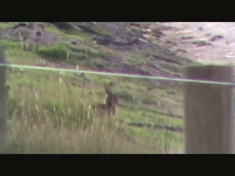 17 HMR Rabbit Hunting Headshots