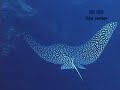 HOLCHAN BELIZE PLONGE SCUBA DIVE PART 1