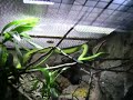 Green mamba (Dendroaspis angusticeps) (Zelena, gew�hnliches)