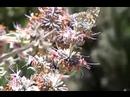 painted lady butterfly on purple sage painted lady butterfly on purple sage