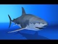 Click to View : Shark 3D Test Animation