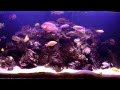African South American Cichlid Monster Fish ...