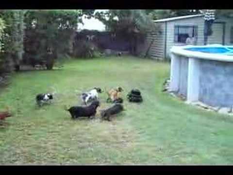 Dog Videos Add comments funny dog videos. Dog Videos Add comments