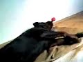 Kampfhund quietscht