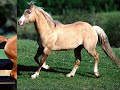 CABALLO NEGRO - Manolo Sanlucar CABALLO NEGRO - Manolo Sanlucar