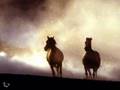 CABALLO NEGRO - Manolo Sanlucar