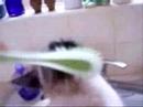 The CatBath by Tito Handyman The CatBath by Tito Handyman
