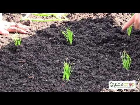 how to transplant scallion seedlings