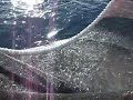 pesca de cerco 