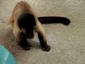 Carlos capuchin monkey in New Zealand