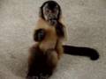 Carlos capuchin monkey in New Zealand