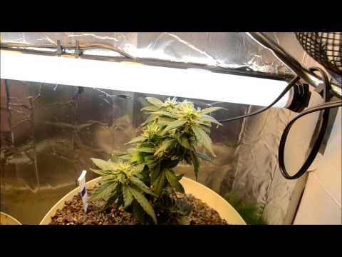 how to fertilize autoflowering cannabis