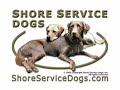 Kayne The Painting Dog - ShoreServiceDogs.com