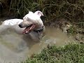 shirleymudbath.mp4