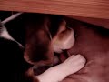 baby beagles drinking