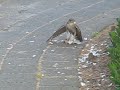 Dit tafereel zie ik 's avonds, als ik naar buiten kijk. Een valk heeft een duif aangevallen en trekt alle veren uit zijn lijf.