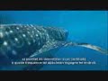 Earthwatch Whale Sharks Rolex Award