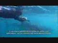 Earthwatch Whale Sharks Rolex Award