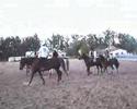Horse-Ball � Saint-Selve