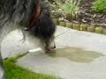 Funny Dog Video