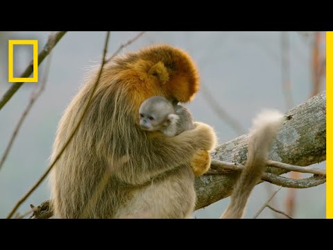 A Baby Golden Snub-Nosed Monkey | Hidden Kingdoms of China