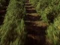 cancin-mixteca-edith-ortz.html