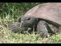 videos de Venice, Florida--Biking Around Venice Island