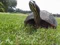 Peninsula Cooter