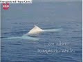 Migaloo the albino humpback whale