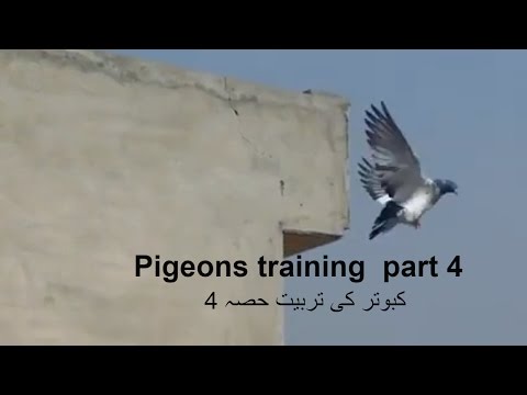 Training high flying pigeons-letting your pigeons out side the loft -4th day- with Raja Bhai