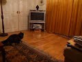 Cat Leap Cat Leap