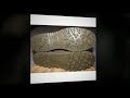 Click here to watch this video Danner Rat Olive Temperate GTX