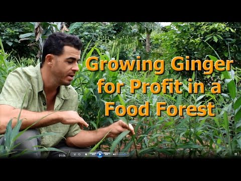 how to harvest ginger root