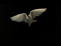 White dove
