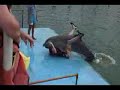 Funny Dolphin