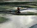 sea kayak surfing