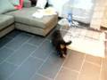 Boyero de Berna video