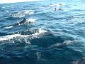 T.B.F. Huge Spinner Dolphin Pod