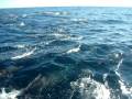 videos de Huge Spinner Dolphin Pod