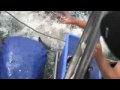 Great White Shark Gansbaai