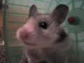 HAMSTER