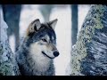 Zauberwald - Einladung zum Tr�umen