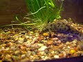 Spanish ribbed newts-Pleurodeles waltl Spanish ribbed newts-Pleurodeles waltl