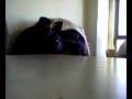 Angioletto.3gp